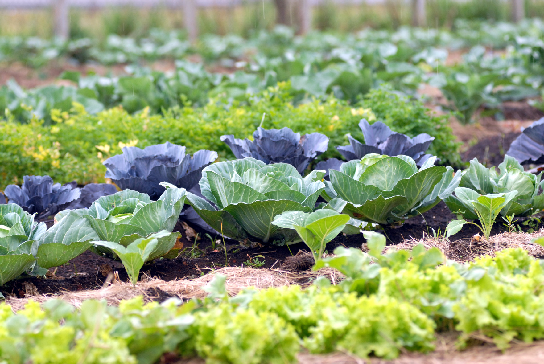 foto verduras falta de chuva