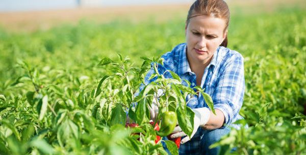 mulheres agricultoras