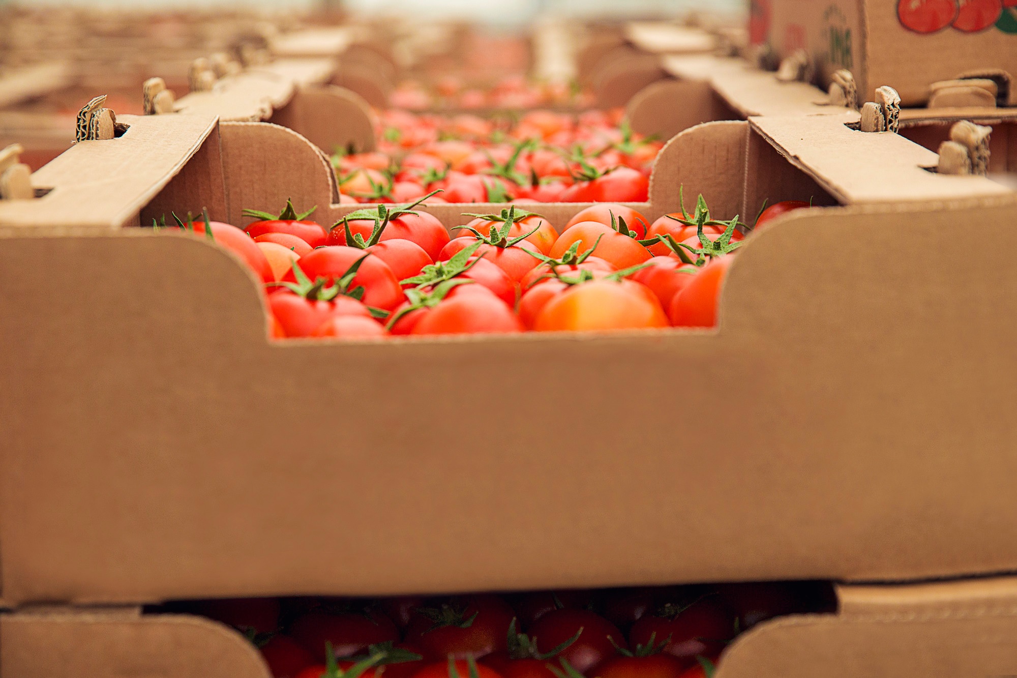 tomates caixa