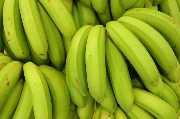 banana caturra