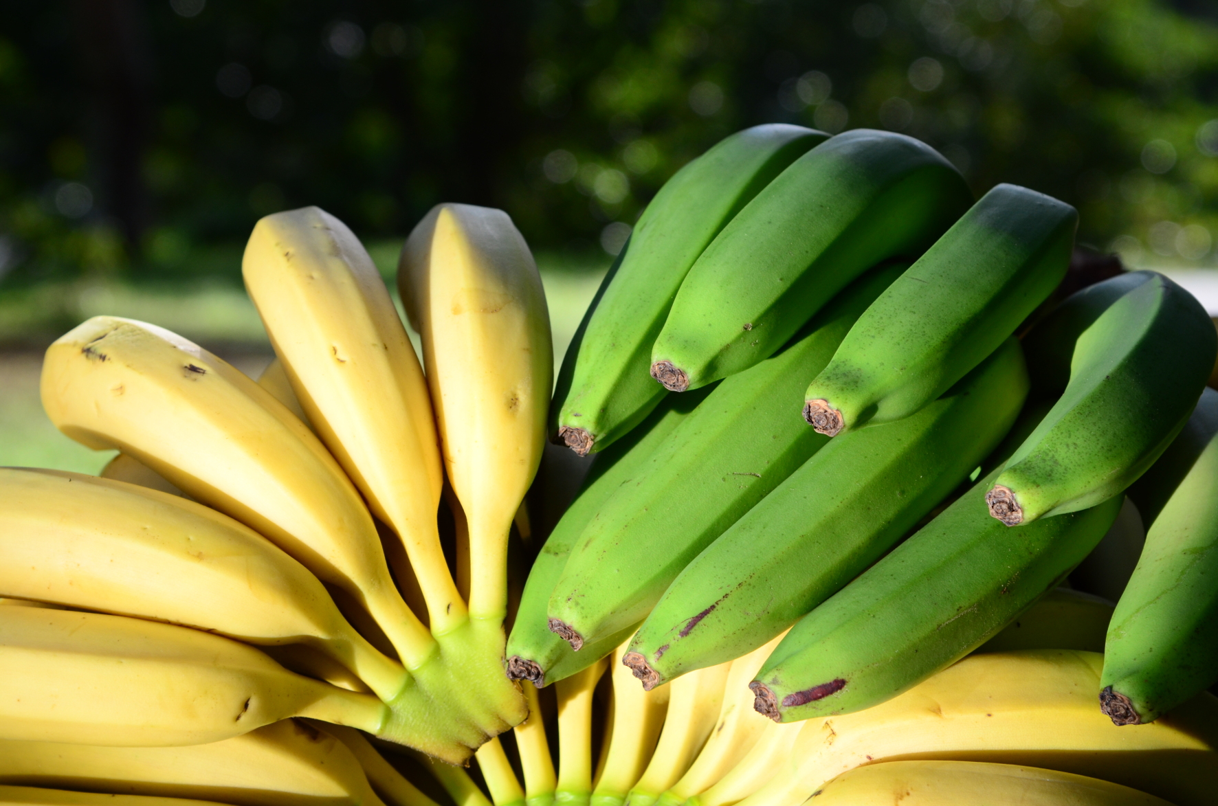foto banana epagri